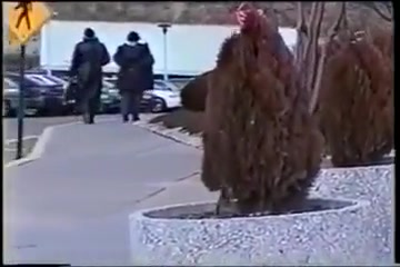 240p 400k 70127031 mp4
