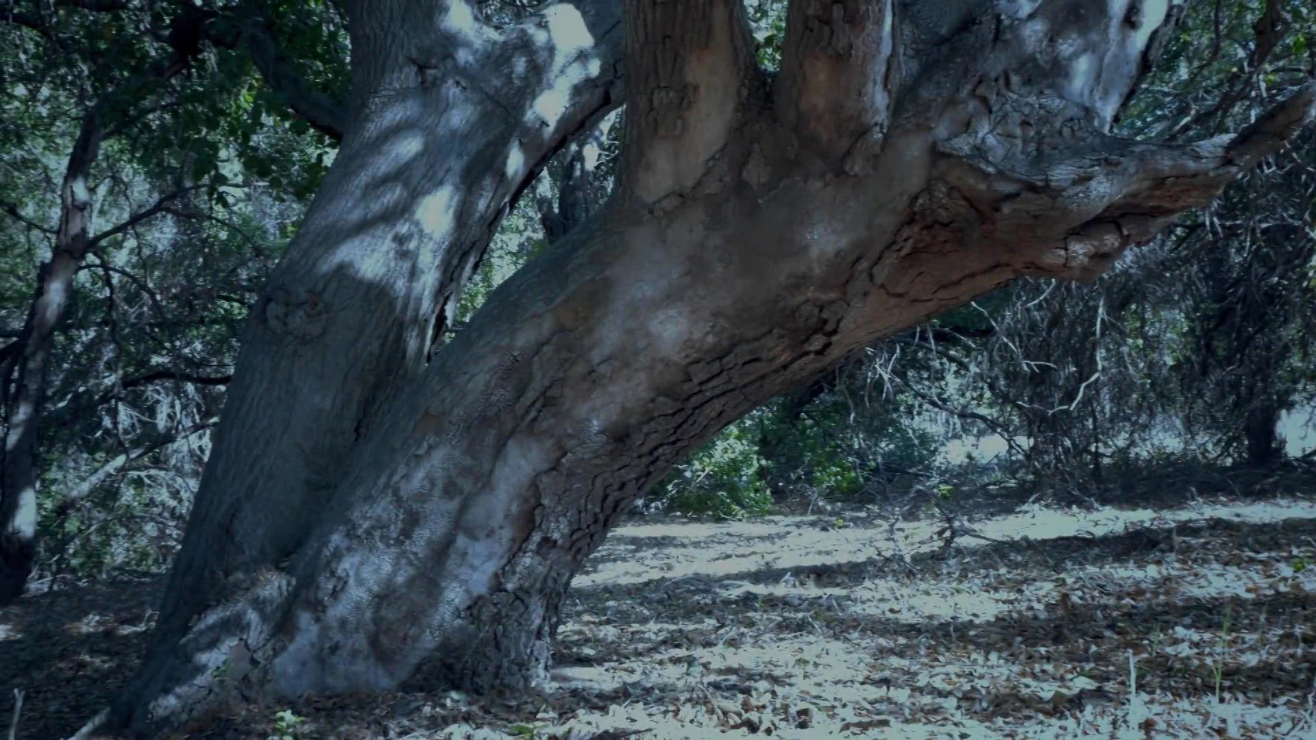 Blade Eden And Scarlet Red In The Wild - Sex Movies Featuring Audrey Hollander
