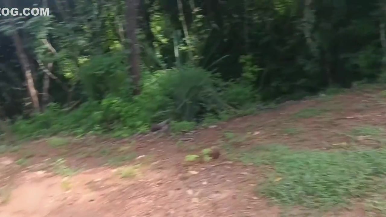 Hard Sex Outdoors