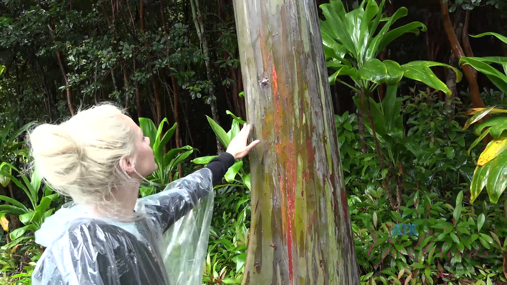 Virtual Vacation Hawaii With Elsa Jean 5/8