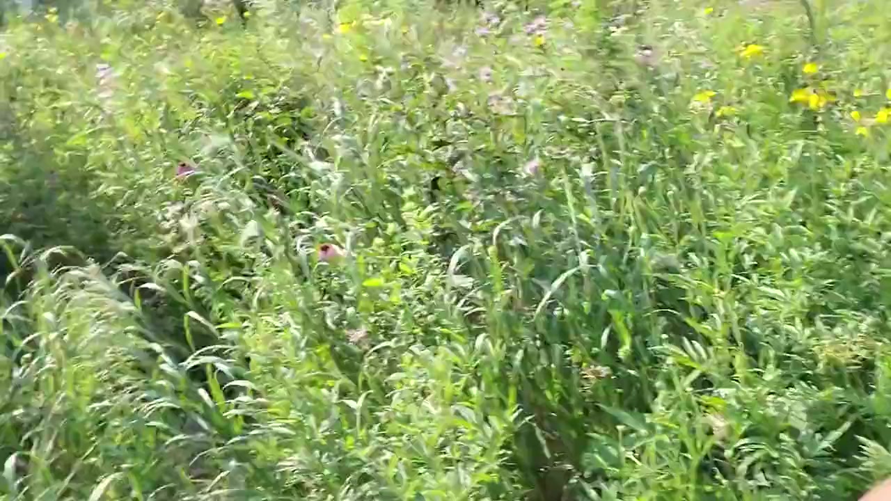 Kennie Jai Goes For A Nude Walk Along The River And Gets Caught!!