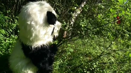 Little Red Riding Hood fucking with Panda in the wood