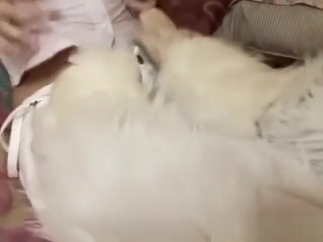 Pigtailed Japanese teen 18+ riding her htmare creatures cock