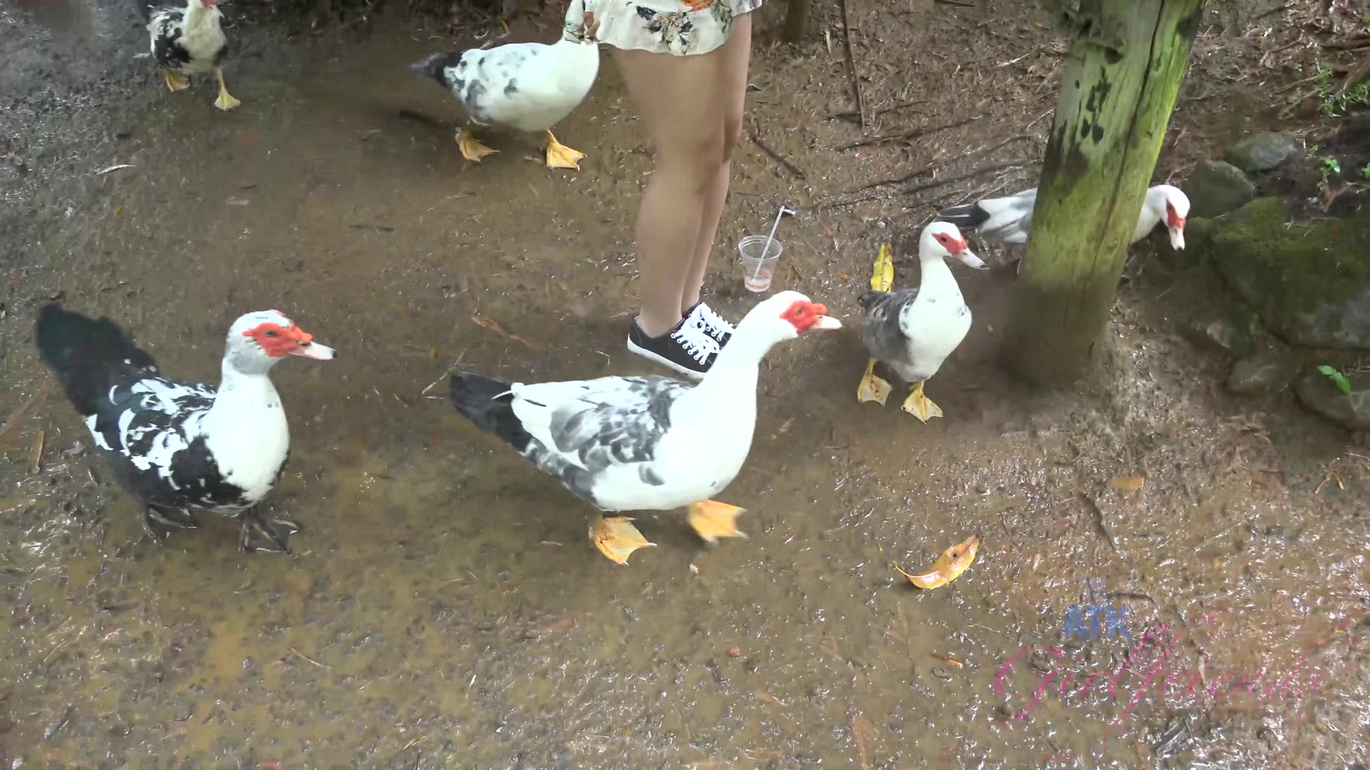 Virtual Vacation In Hawaii With Jamie Marleigh Part 8