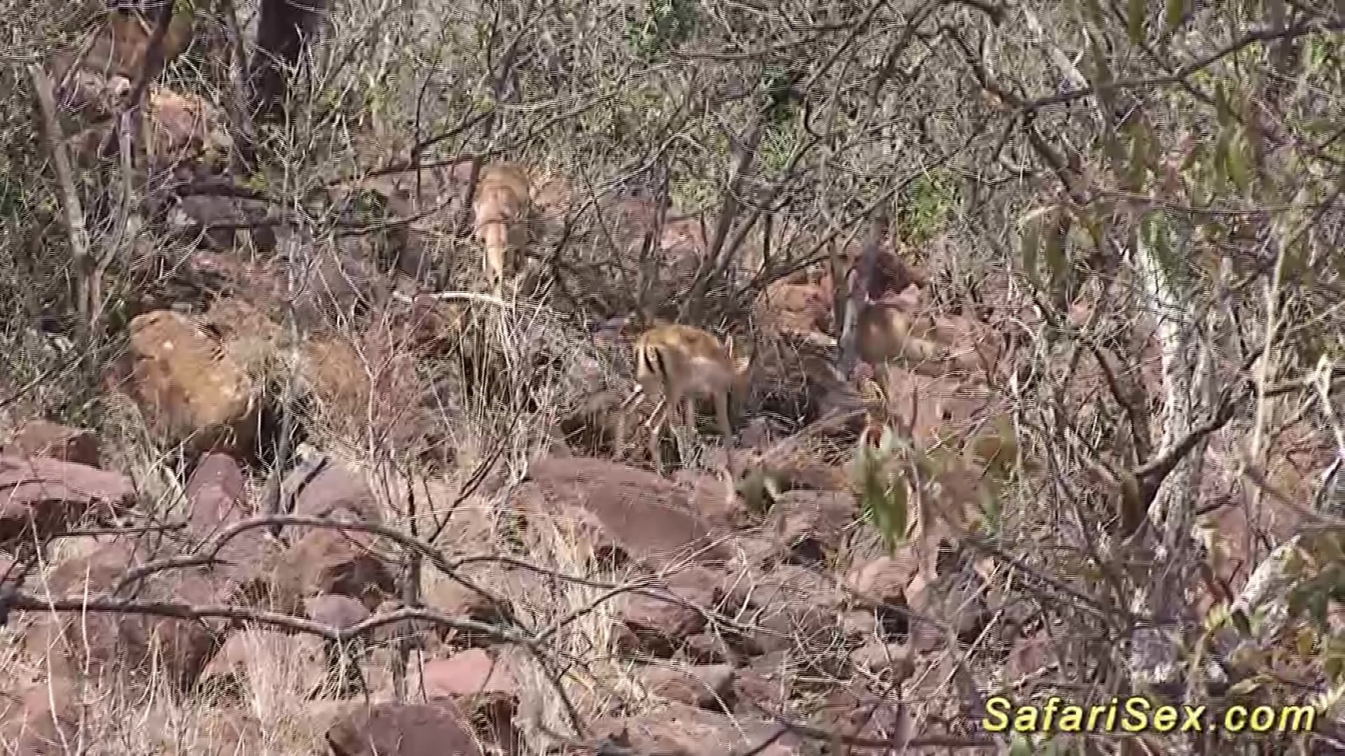 real african safari sex trip