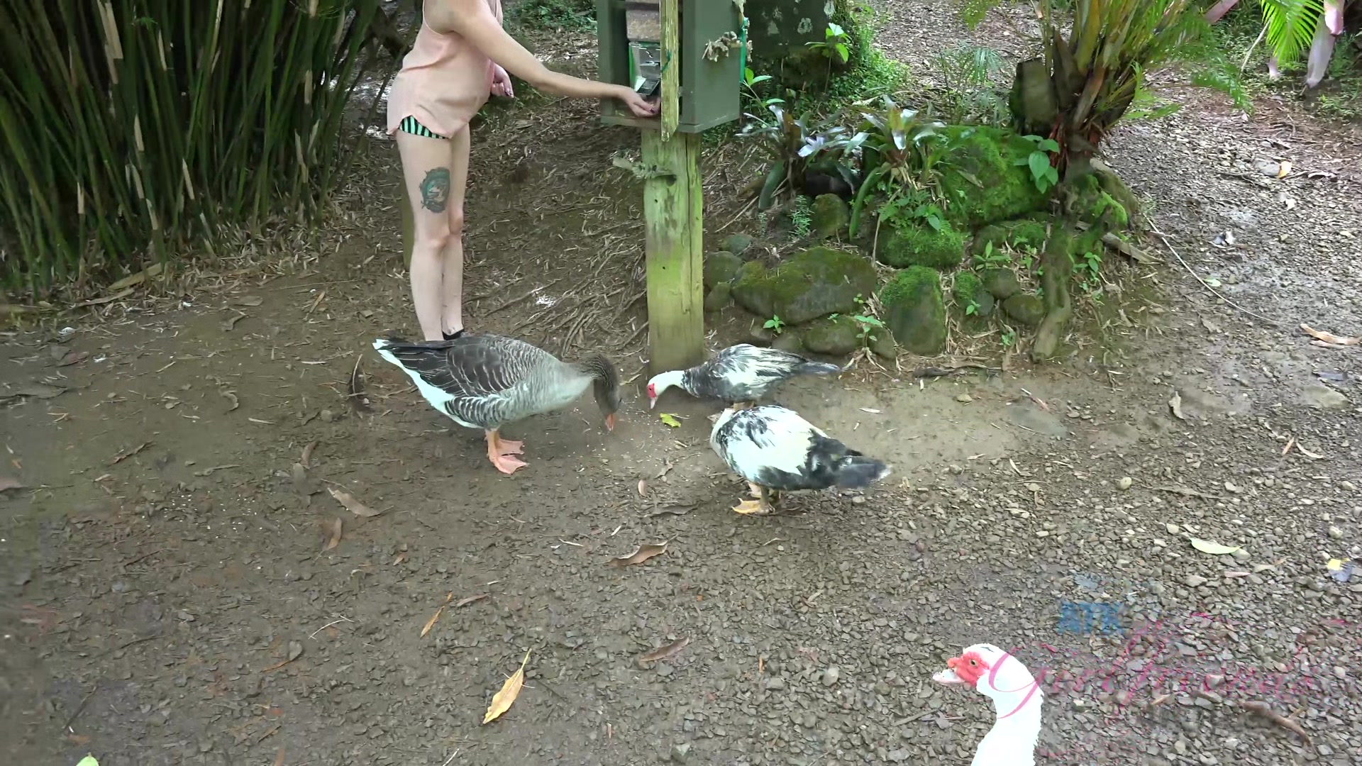 Virtual Vacation In Hawaii With Rococo Royalle Part 5
