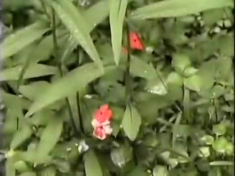 boy plowls lalin girl shelady outdoors