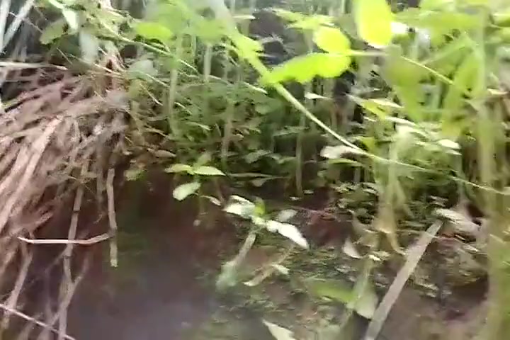 Taaniya Ne Gaand Ko Maalis Krte Hue Dekha Or Fingering Krne Chali Gayin Taaniya Ne Gaand Ko Maalis Krte Hue Dekha Or