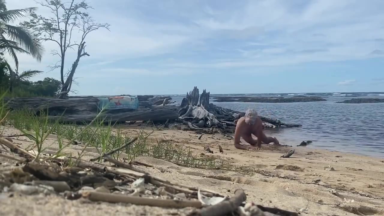 Pet Play At The Beach