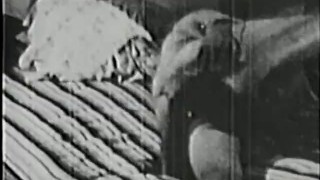 Classic Stags 155 40's to 60's - Scene 1