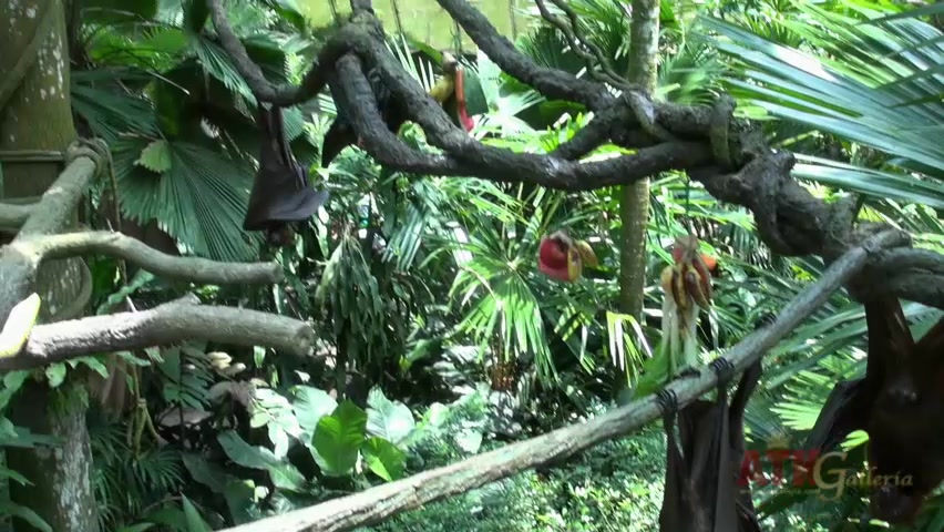 ATKGirlfriends video: Hope Howell is visiting the with you in Singapore