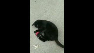 Using a toy to play with my pussy