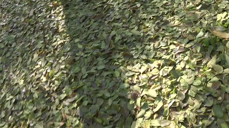 Outdoor blowjob and cum eating