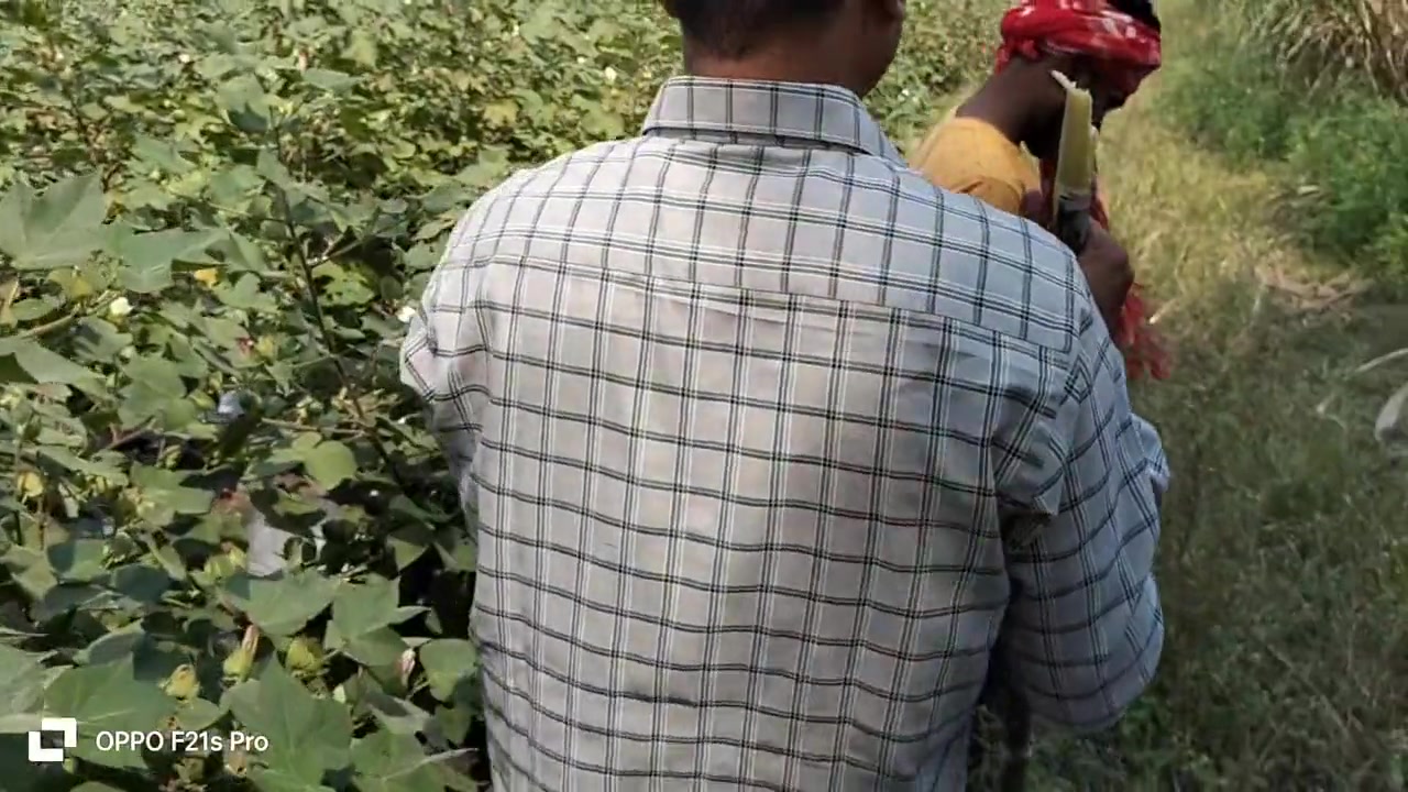 Indian Threesome Gay Field Movie A Unique Story Of A Farming Farmer And A Biker In Hindi With City Boy And Sugar Cane