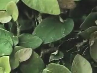 Horny amateur shemale scene with Group Sex scenes