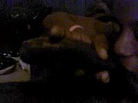 amateur brunette blowjob