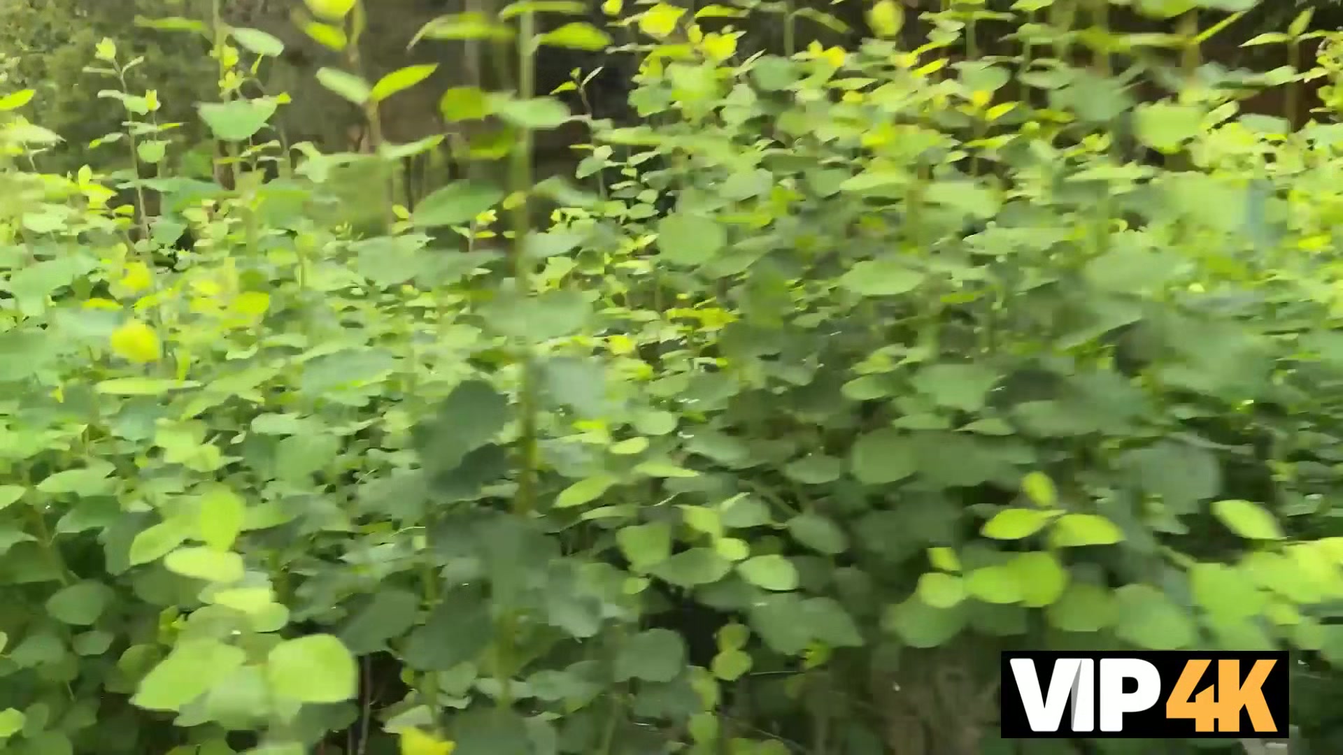VIP4K. Hunt Down the Pussy