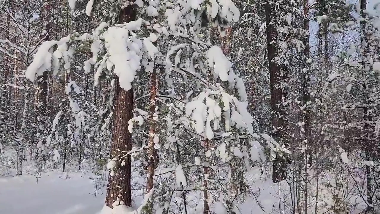Hard Sex And Creampie In The Woods With Young Chubby Beauty