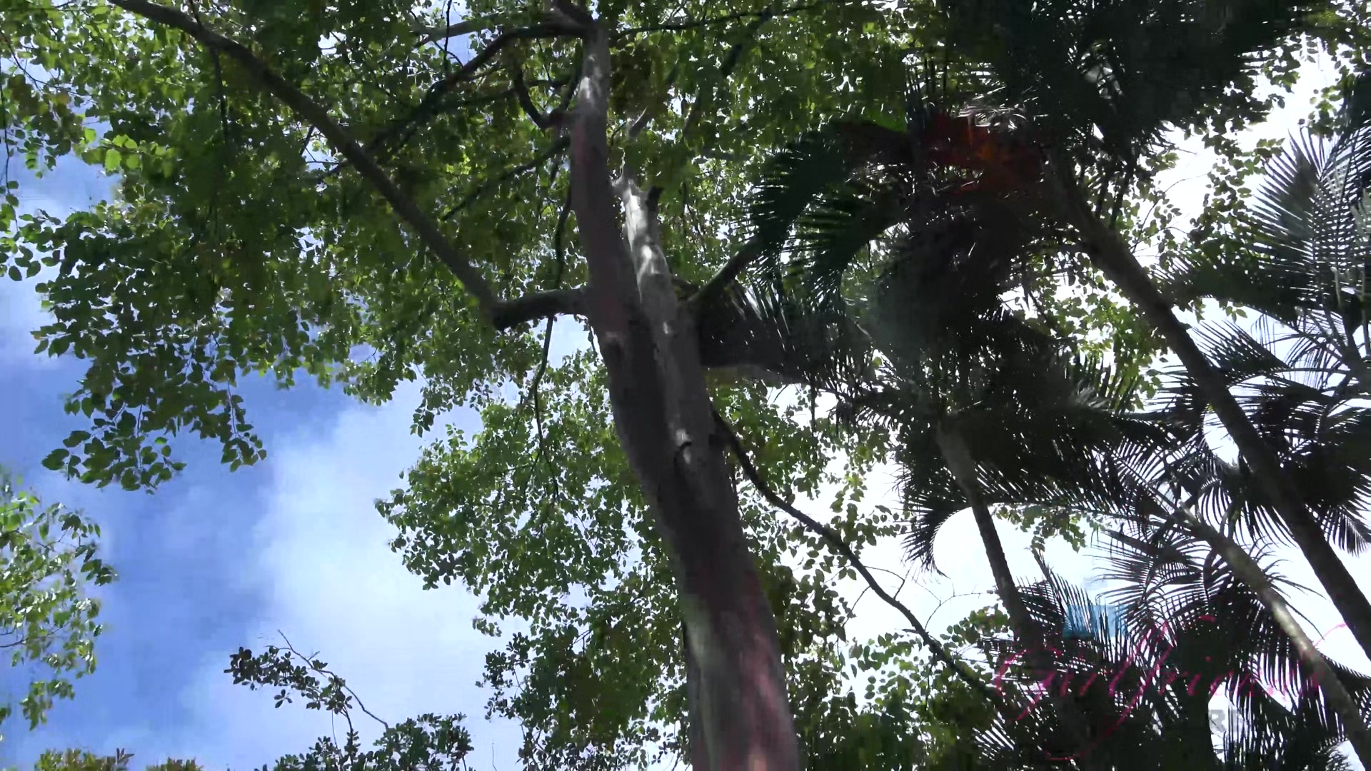 Virtual Vacation In Hawaii With Kristen Scott Part 4