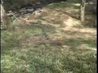 Forest sex with a TS slut