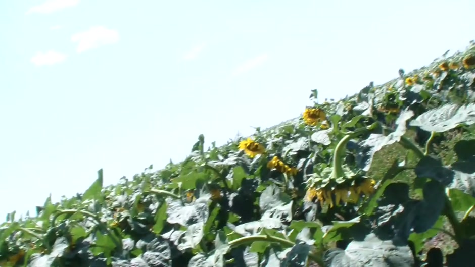 Lewd amateur couple strong orgasm in sunflowers field