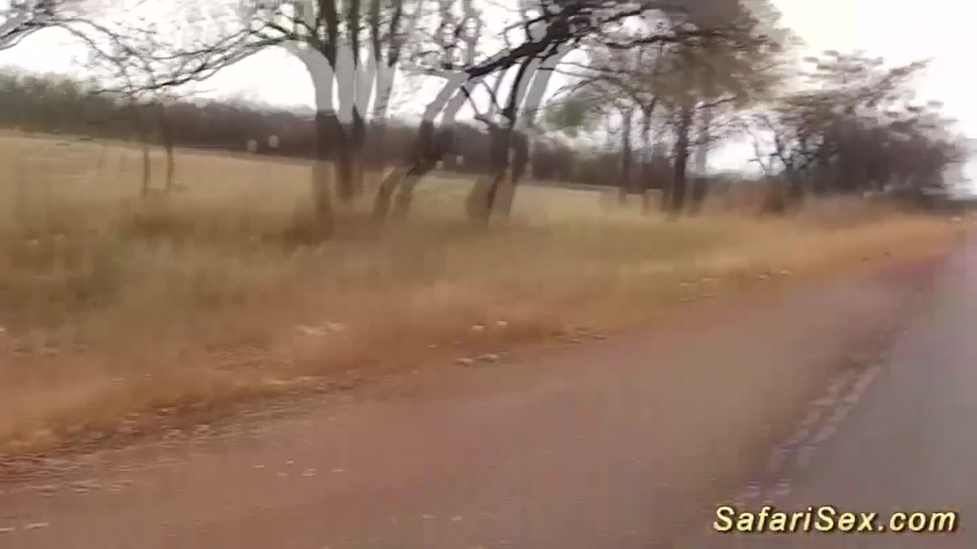african babe picked up for outdoor fuck