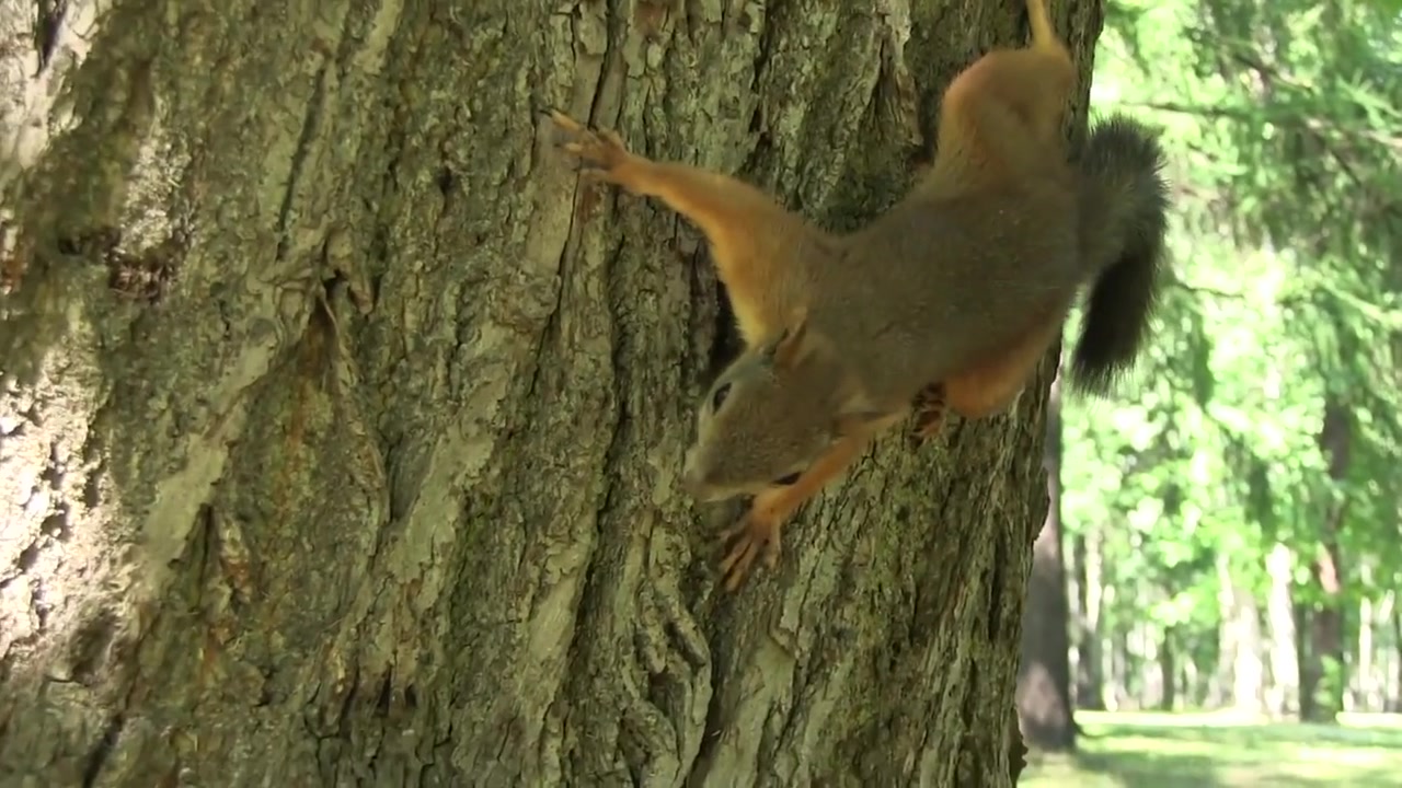 Gets Naked And Has Fun In The Park
