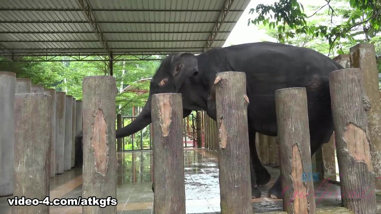 Moka Mora in Moka Enjoys A Day With The Monkeys - ATKGirlfriends