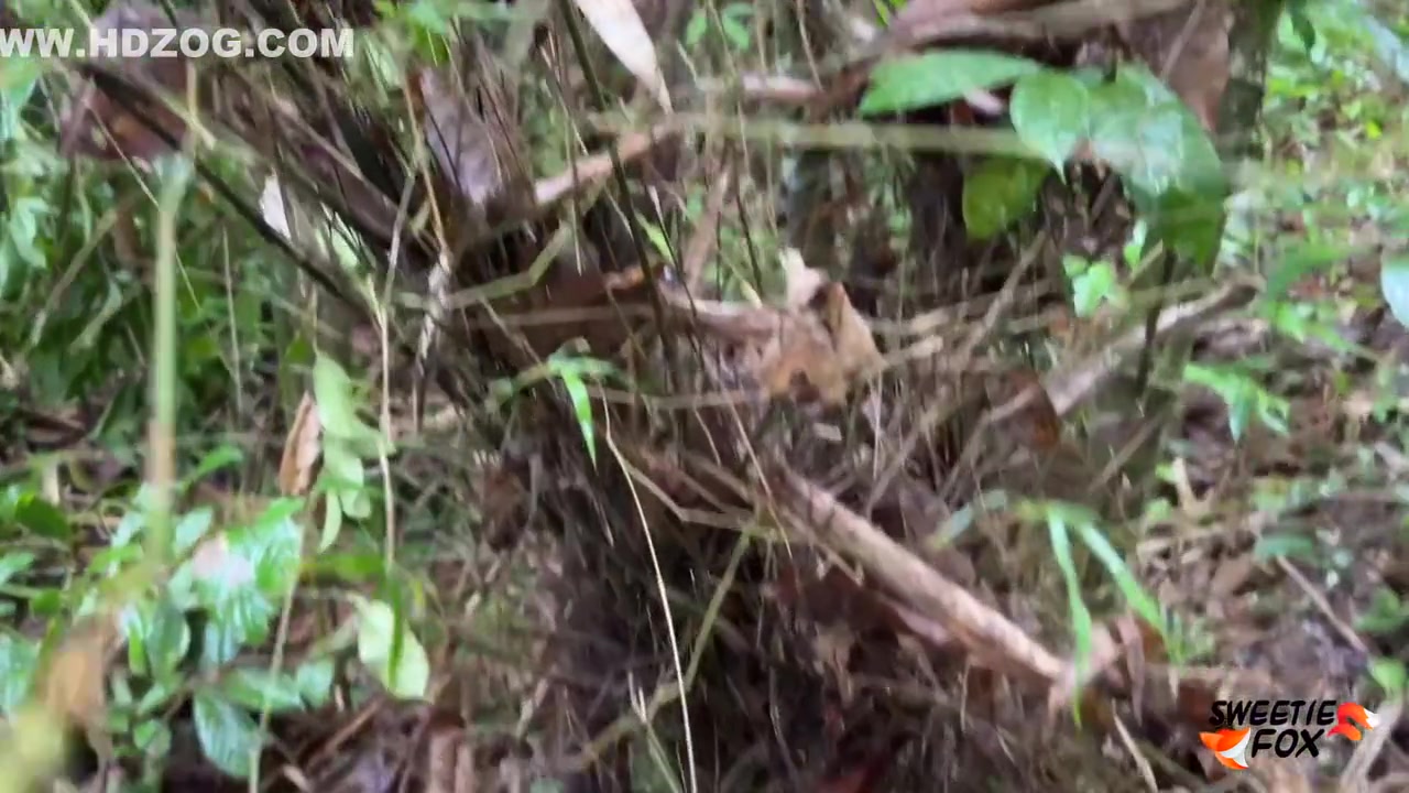 The Guide Sucked The Poison Out Of The Penis And Saved Her Life In Jungle Pov