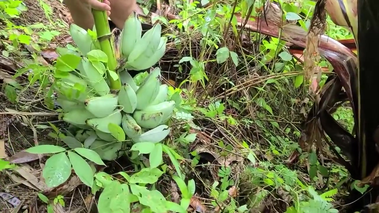 Miss Banana - Pinay Pinatuwad Sa Sagingan beautiful Forest Area