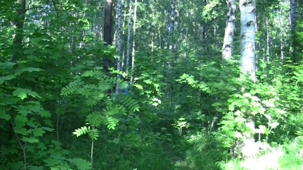 Met with the beauty and screwed in the woods in front of everybody