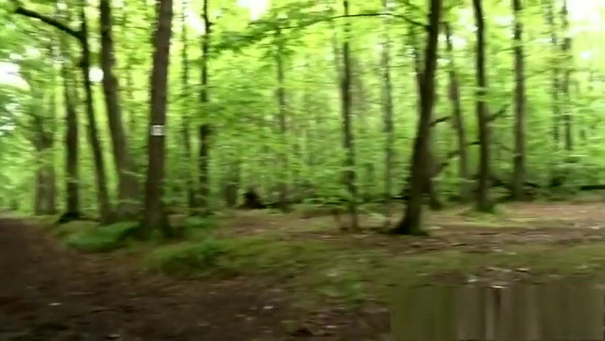 Dans Les Bois