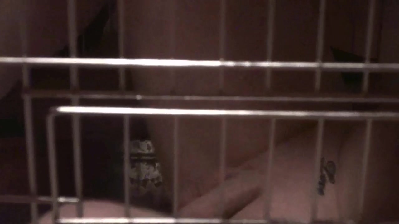 Spitting and humiliating caged Ulf by Femdom Austria