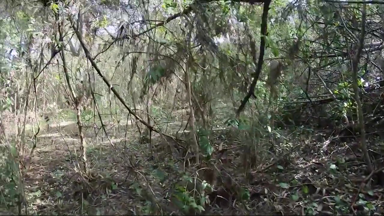 Caught And Inseminated A Milf In The Forest!