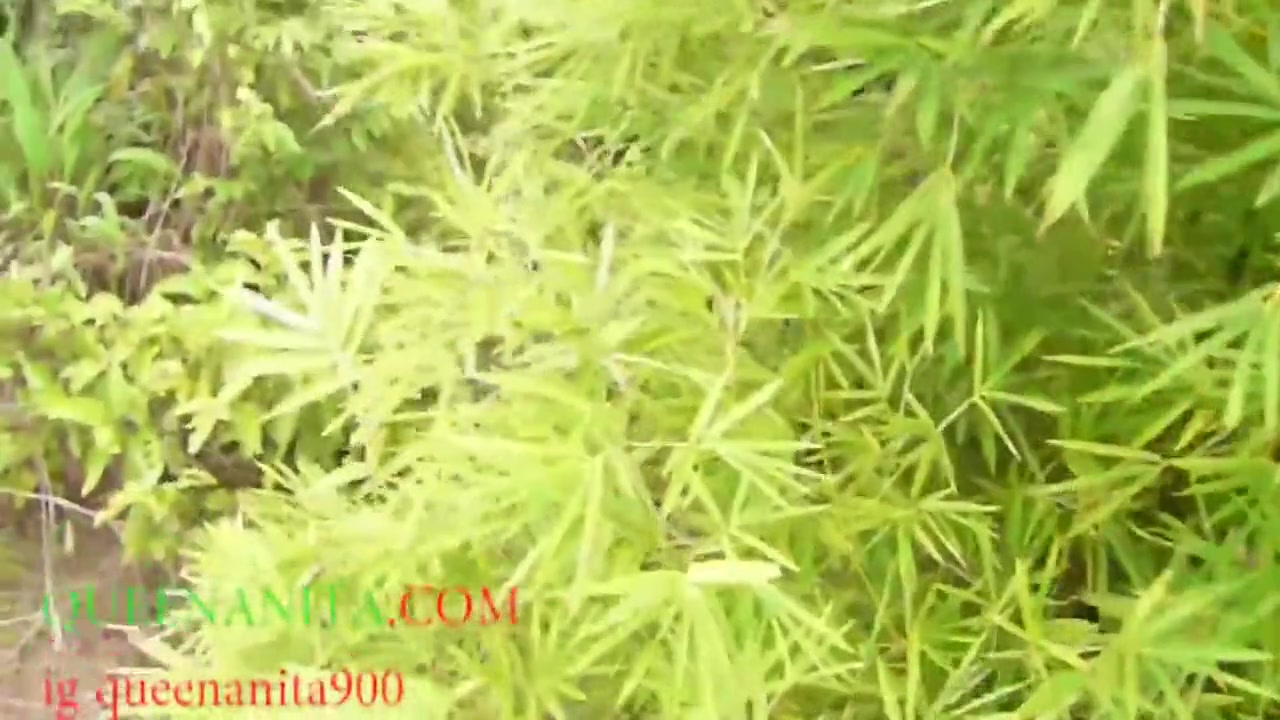 Please Dont Fuck Me In This Bush Because People Are Passing Through Here They Would Tell People 6 Min