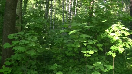 Met with the beauty and screwed in the woods in front of everybody