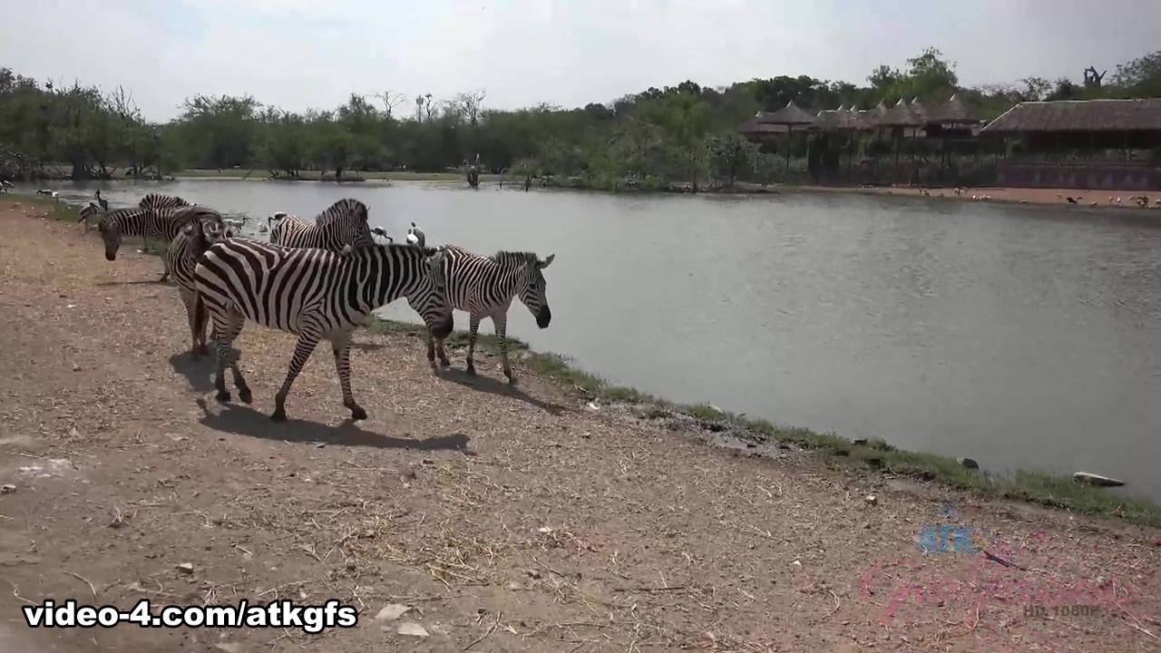 Jamie Marleigh in Jamie Gets To Meet Giraffes Face To Face To Feed Them - ATKGirlfriends