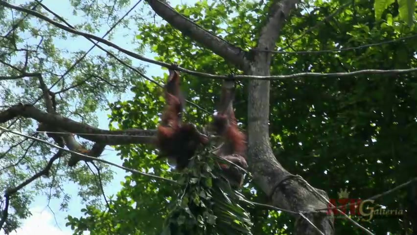 ATKGirlfriends video: Hope Howell is visiting the with you in Singapore