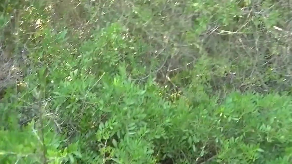 Bitte Nur Deepthroat Und Anal Im Wald Mit Deineigenerpo