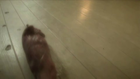 Cosplay Porn: Softcore Tentacle 6