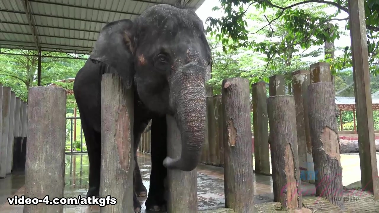 Moka Mora in Moka Enjoys A Day With The Monkeys - ATKGirlfriends