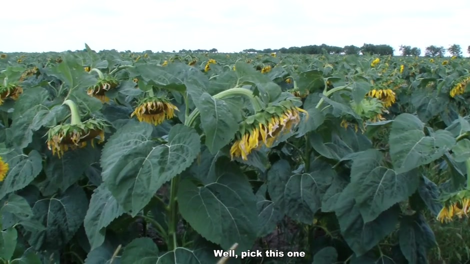 Man fucking his cute amateur girlfriend among sunflowers