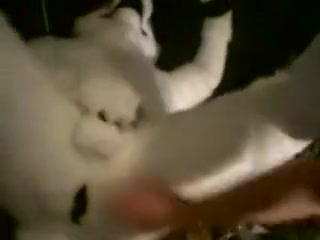 Fursuiter fisting