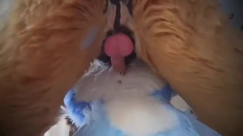 Gay Furry Twitter Compilation - Big Bad Wuffer