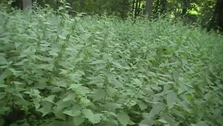 Old Vid Out In The Woods