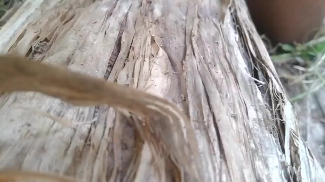 Nature Sex.. Sex With Banana Tree. Part....5
