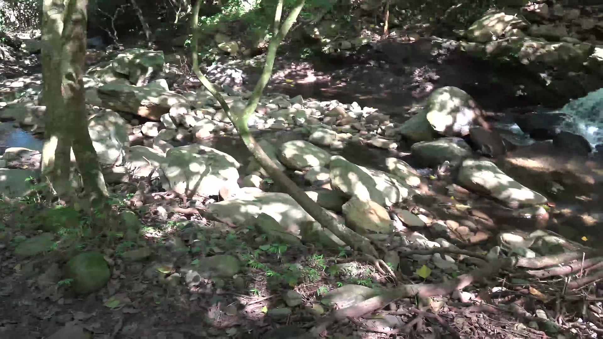 Blonde Cutie Getting Her Tight Pussy Fucked In The Forest