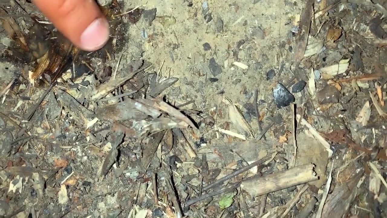 Pushing Out So Much Cum After Outdoor Cruising And Tasting That Leaked Cum