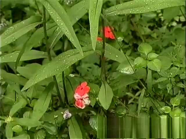 young Tender ladyboys 9 - Scene 1