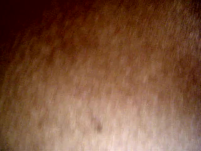 POV sex video with a cute busty Latina cowgirl